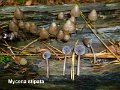 Mycena stipata-amf2096